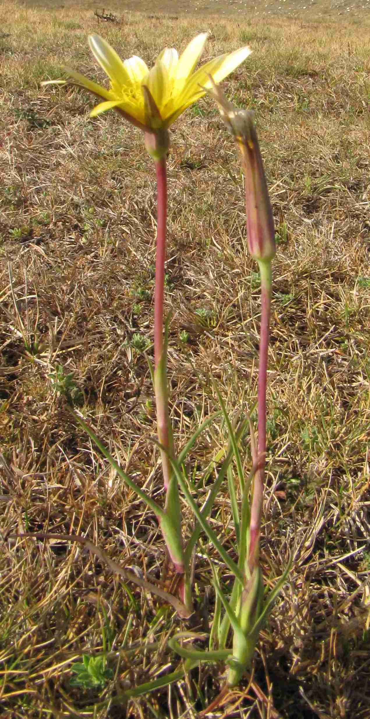 Tragopogon pratensis / Barba di becco comune